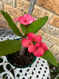 Euphorbia Milii GREAT LEGACY Crown of Thorns Corona de Cristo New Variety