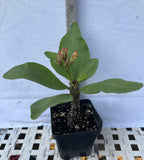 Euphorbia Milii CHOMPO SETHEE Super Giant Crown of Thorns Corona de Cristo