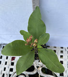 Euphorbia Milii CHOMPO SETHEE Super Giant Crown of Thorns Corona de Cristo