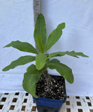 Euphorbia Milii ORANGE POM POM Crown of Thorns Corona De Cristo Cactus Rare