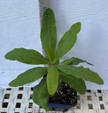 Euphorbia Milii ORANGE POM POM Crown of Thorns Corona De Cristo Cactus Rare