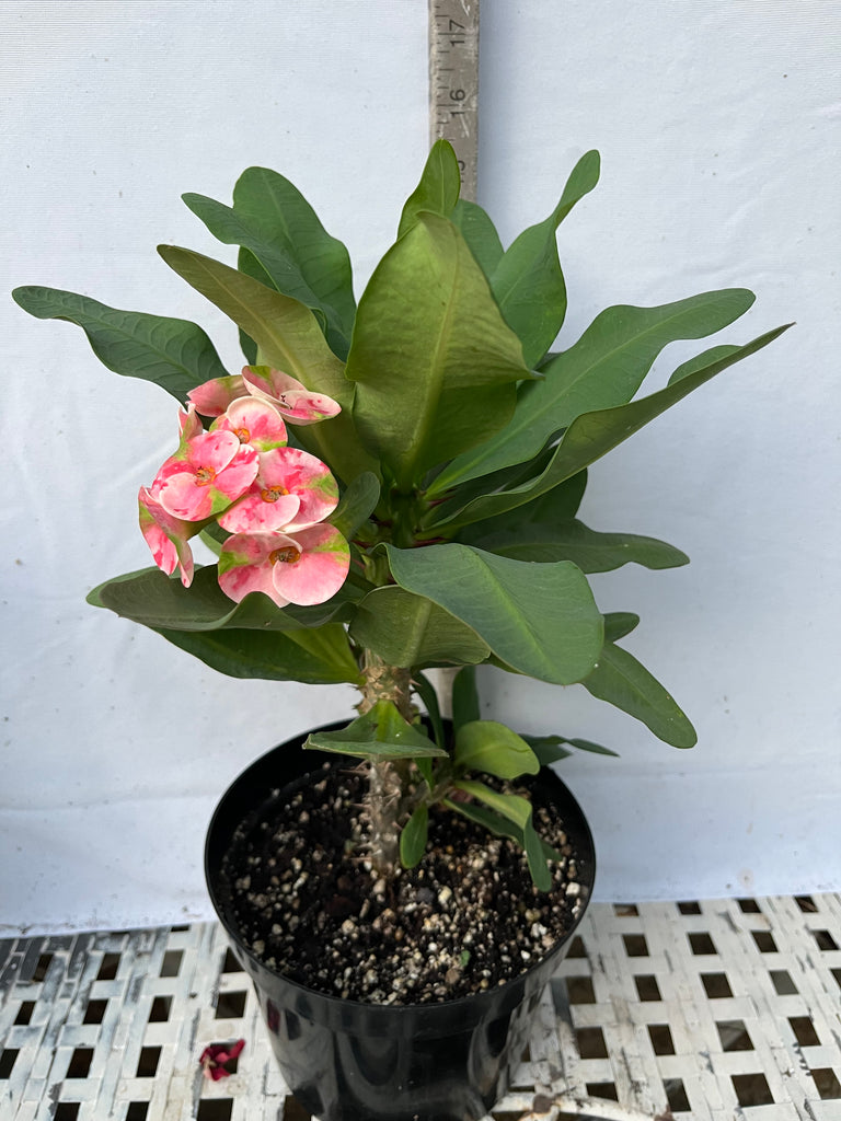 corona succulents Euphorbia Milii MEE CHOK Crown Of Thorns Plant Corona de Cristo Succul – Euphorbia Milii Garden (Crown Of Thorns)