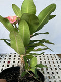 Euphorbia Milii MEE CHOK Crown Of Thorns Plant Corona de Cristo Succulents