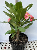 Euphorbia Milii MEE CHOK Crown Of Thorns Plant Corona de Cristo Succulents