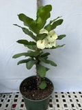 Euphorbia Milii SIAM WHITE Crown of Thorns Corona de Cristo Poysean Succulents Tropicals