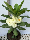 Euphorbia Milii SIAM WHITE Crown of Thorns Corona de Cristo Poysean Succulents Tropicals