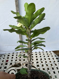 Euphorbia Milii SIAM WHITE Crown of Thorns Corona de Cristo Poysean Succulents Tropicals
