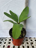 Euphorbia Milii CHOMPO SETHEE Super Giant Crown of Thorns Corona de Cristo