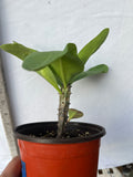 Euphorbia Milii CHOMPO SETHEE Super Giant Crown of Thorns Corona de Cristo