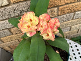 Euphorbia Milii GOLD GLAM Crown Of Thorns Corona de Cristo Cactus