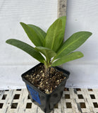 Euphorbia Milii NEW MILLIONAIRE Crown of Thorns Corona De Cristo Poysean Thai Hybrid
