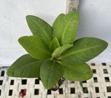 Euphorbia Milii NEW MILLIONAIRE Crown of Thorns Corona De Cristo Poysean Thai Hybrid