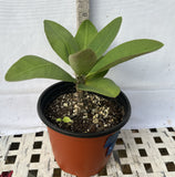 Euhorbia Milii CALIFORNIA SUNRISE Crown Of Thorns Corona de Cristo