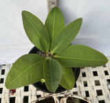 Euhorbia Milii CALIFORNIA SUNRISE Crown Of Thorns Corona de Cristo