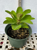 Euhorbia Milii Crown Of Thorns Corona de Cristo PAPERINA