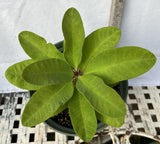 Euhorbia Milii Crown Of Thorns Corona de Cristo PAPERINA