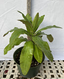 Euphorbia Milii BEAUTY QUEEN Crown Of Thorns Plant Corona de Cristo Succulents