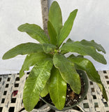 Euphorbia Milii BEAUTY QUEEN Crown Of Thorns Plant Corona de Cristo Succulents