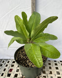 Euphorbia Milii SNOWFIRE Crown of Thorns  Corona de Cristo