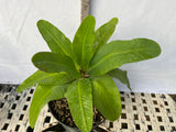 Euphorbia Milii SNOWFIRE Crown of Thorns  Corona de Cristo
