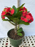 Euphorbia Milii RED MILLIONAIRE Crown of Thorns Coronas de Cristo