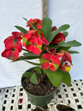 Euphorbia Milii RED MILLIONAIRE Crown of Thorns Coronas de Cristo