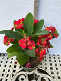 Euphorbia Milii RED MILLIONAIRE Crown of Thorns Coronas de Cristo
