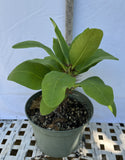 Euphorbia Milii ZENAIDA Crown of Thorns Corona De Cristo Cactus Poysean Thai Hybrid