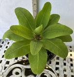 Euphorbia Milii ZENAIDA Crown of Thorns Corona De Cristo Cactus Poysean Thai Hybrid