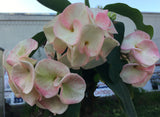 Euphorbia Milii Sexy Pink Crown of Thorns – Starter Cutting