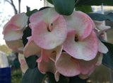 Euphorbia Milii Sexy Pink Crown of Thorns – Starter Cutting