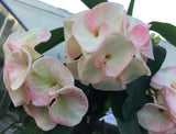 Euphorbia Milii Sexy Pink Crown of Thorns – Starter Cutting