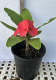 Euphorbia Milii CHOMPO SETHEE Super Giant Crown of Thorns Corona de Cristo
