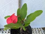 Euphorbia Milii CHOMPO SETHEE Super Giant Crown of Thorns Corona de Cristo