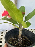 Euphorbia Milii CHOMPO SETHEE Super Giant Crown of Thorns Corona de Cristo