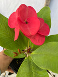 Euphorbia Milii CHOMPO SETHEE Super Giant Crown of Thorns Corona de Cristo