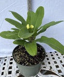 Euphorbia Milii CHAKIRO Crown of Thorns Coronas de Cristo Cactus/Succulents