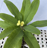 Euphorbia Milii CHAKIRO Crown of Thorns Coronas de Cristo Cactus/Succulents