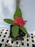 Euphorbia Milii CHOMPO SETHEE Super Giant Crown of Thorns Corona de Cristo
