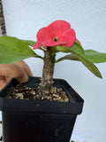 Euphorbia Milii CHOMPO SETHEE Super Giant Crown of Thorns Corona de Cristo