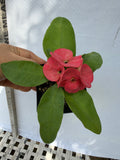 Euphorbia Milii CHOMPO SETHEE Super Giant Crown of Thorns Corona de Cristo