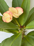 Euphorbia Milii PHETKASEM Crown of Thorns Corona de Cristo Thai Hybrid