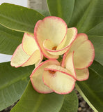 Euphorbia Milii PHETKASEM Crown of Thorns Corona de Cristo Thai Hybrid
