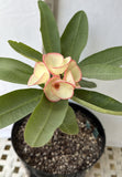 Euphorbia Milii PHETKASEM Crown of Thorns Corona de Cristo Thai Hybrid