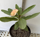 Euphorbia Milii PHETKASEM Crown of Thorns Corona de Cristo Thai Hybrid