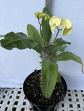 Euhorbia Milii Crown Of Thorns Corona de Cristo 'Name it Yourself'