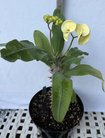 Euhorbia Milii Crown Of Thorns Corona de Cristo 'Name it Yourself'