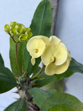 Euhorbia Milii Crown Of Thorns Corona de Cristo 'Name it Yourself'