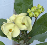 Euhorbia Milii Crown Of Thorns Corona de Cristo 'Name it Yourself'