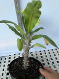 Euhorbia Milii Crown Of Thorns Corona de Cristo 'Name it Yourself'